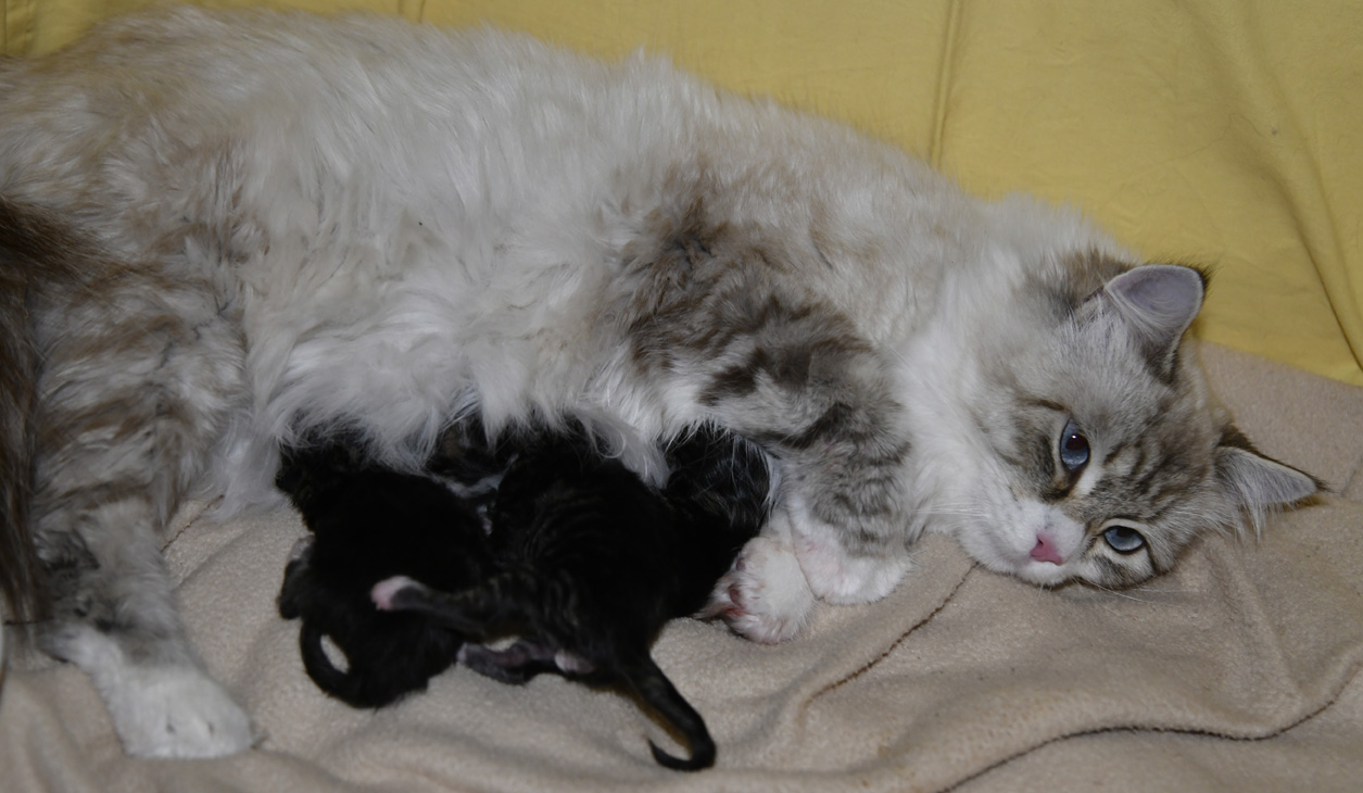 Sibirisk katt Zz-kull